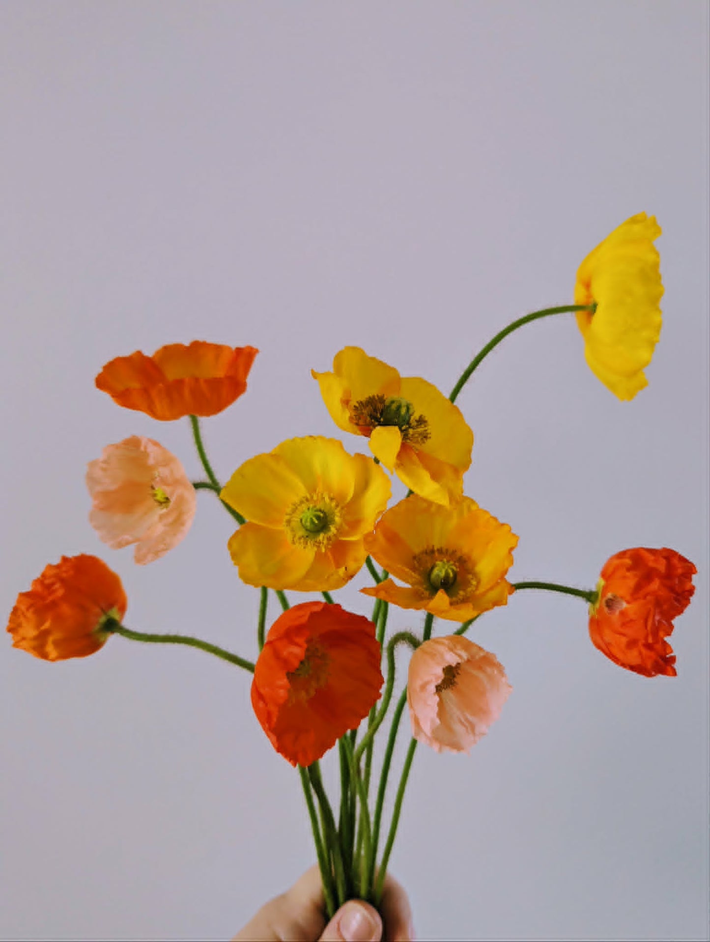 Weekly Studio Posy- Poppies